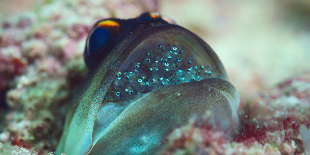 Barack Obama narrates Netflix's 'Our Oceans' 4 Our_Oceans_S1_E2_00_06_50_24