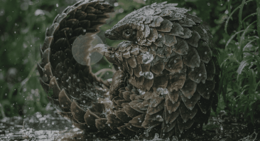 Pangolin_Kulu’s_Journey_41A8577