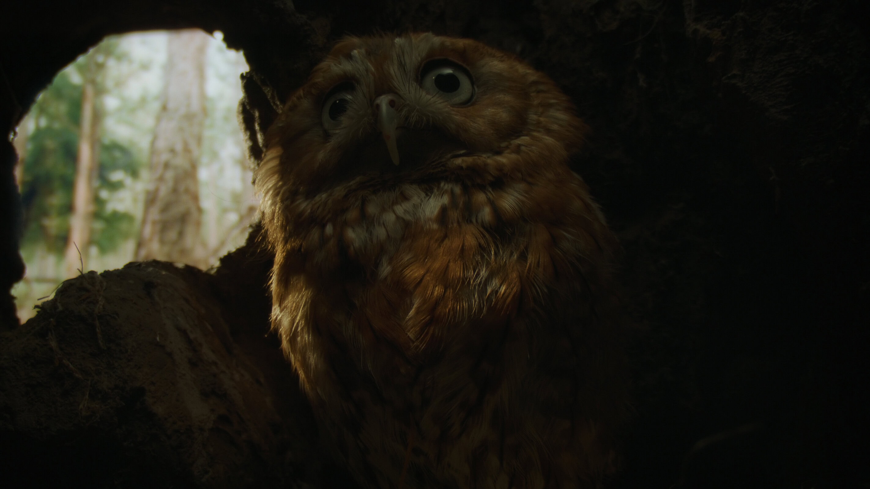 Nightmares of Nature Netflix series official trailer and key art debut