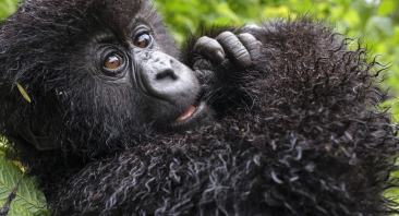 A Gorilla Story on Netflix: David Attenborough Documentary Sets April 17 Release