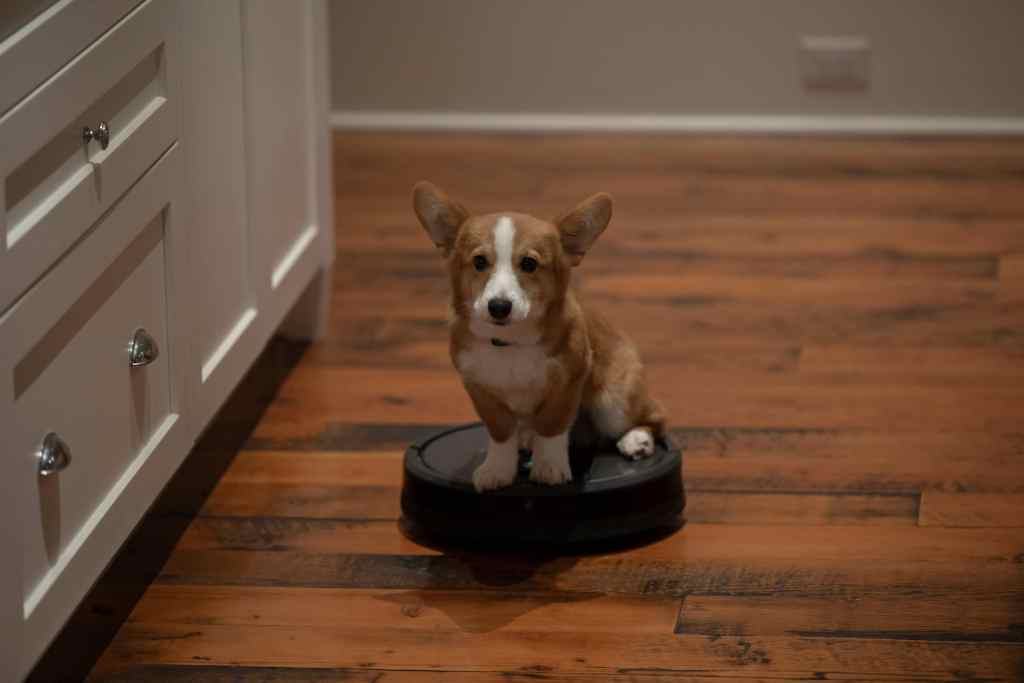 A Dog’s Perfect Christmas Is Coming to Netflix in November: Watch the Trailer 9 A Dog’s Perfect Christmas ADPC_20251206_12252R